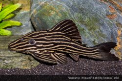 Panaque cf. nigrolineatus`aripuana` - Click for species page